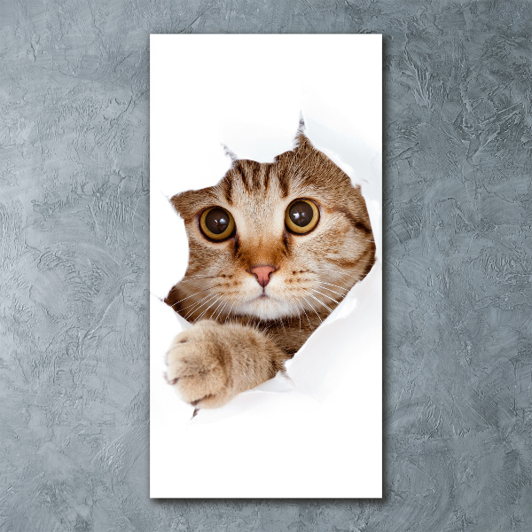 Staand foto in plexiglas Kat