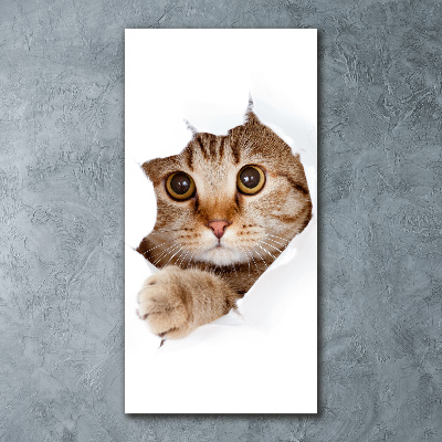 Staand foto in plexiglas Kat