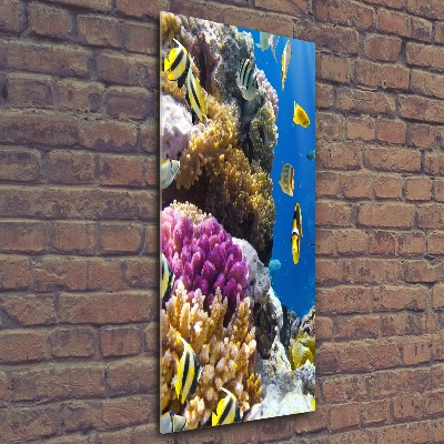 Staand foto op plexiglas Koraalrif