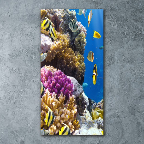 Staand foto op plexiglas Koraalrif