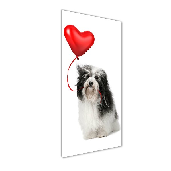 Staand foto plexiglas Havanese met een ballon