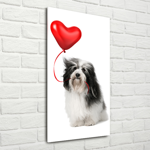 Staand foto plexiglas Havanese met een ballon