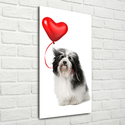Staand foto plexiglas Havanese met een ballon
