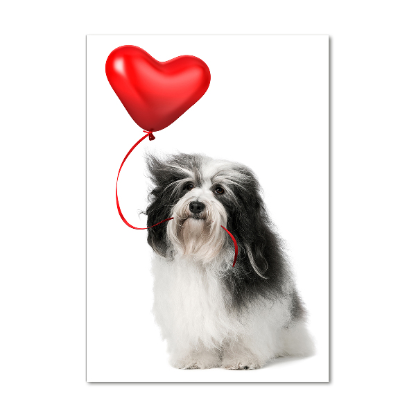 Staand foto plexiglas Havanese met een ballon