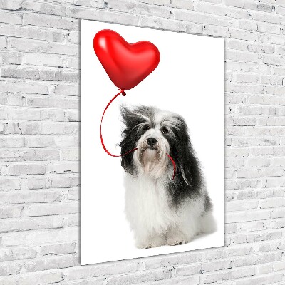 Staand foto plexiglas Havanese met een ballon