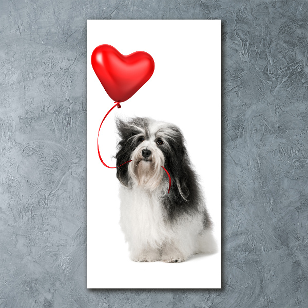Staand foto plexiglas Havanese met een ballon
