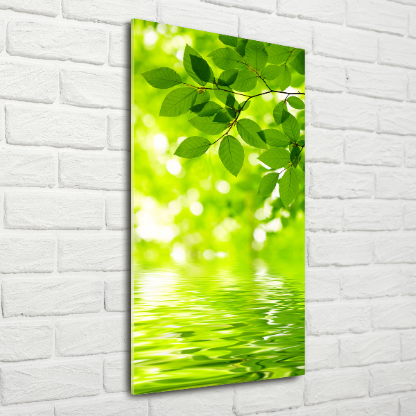 Staand foto op plexiglas Groene bladeren