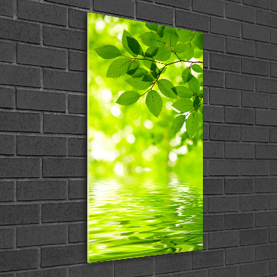Staand foto op plexiglas Groene bladeren