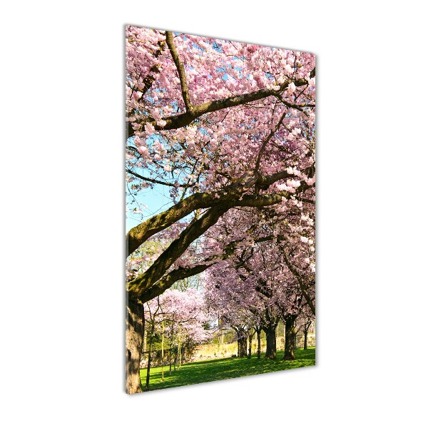 Staand foto op plexiglas Kersenbomen