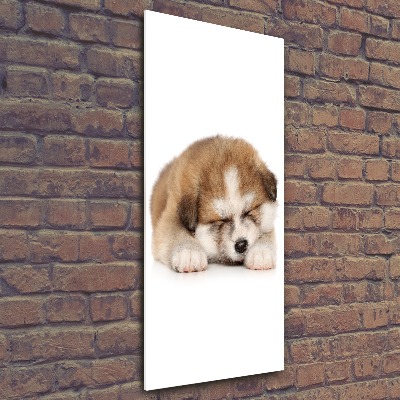 Staand foto op plexiglas Akita-puppy