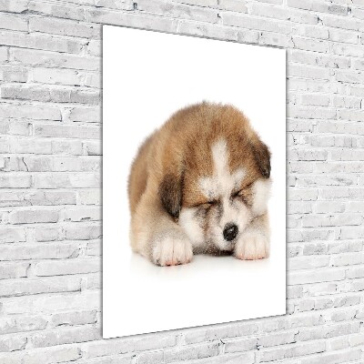 Staand foto op plexiglas Akita-puppy