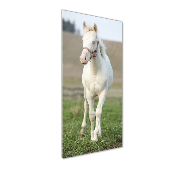 Staand plexiglas foto Albino paard