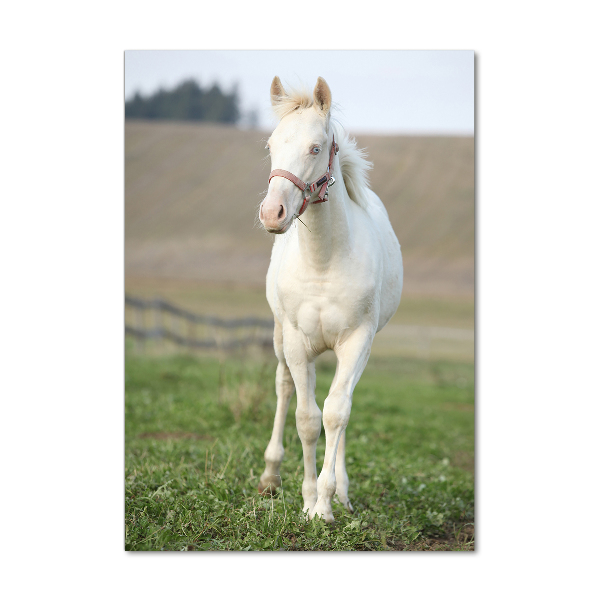Staand plexiglas foto Albino paard