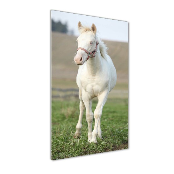 Staand plexiglas foto Albino paard