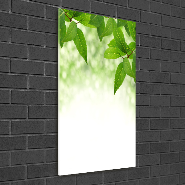 Staand foto op plexiglas Groene bladeren