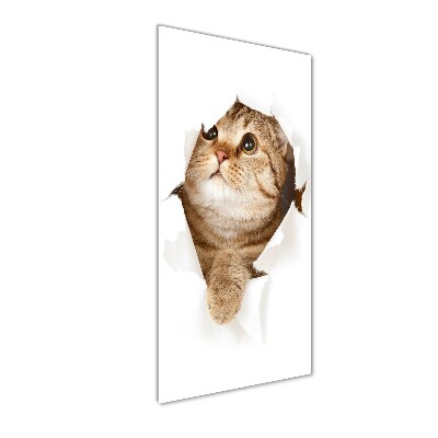 Staand foto plexiglas Kat
