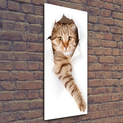 Staand foto in plexiglas Kat