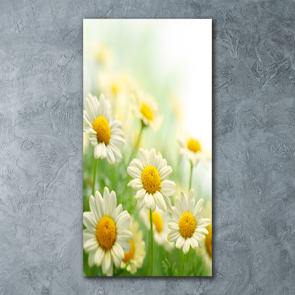 Staand foto op plexiglas Madeliefjes