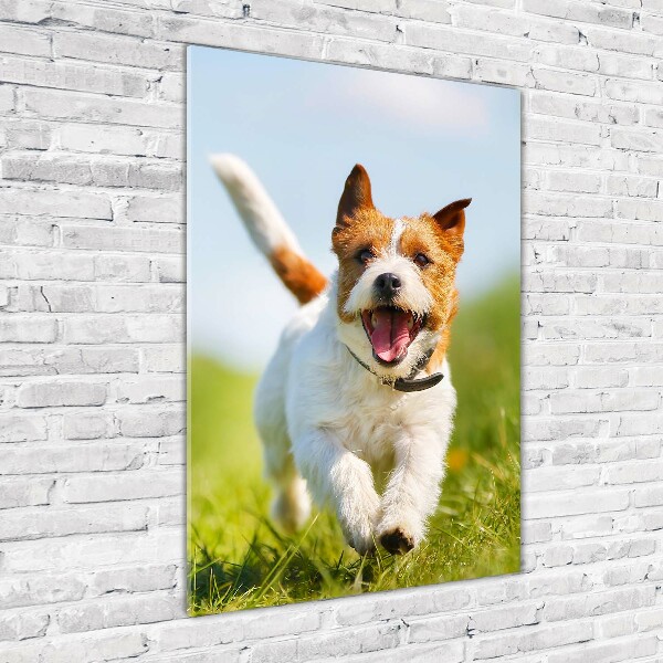 Staand plexiglas foto Jack Russell hond