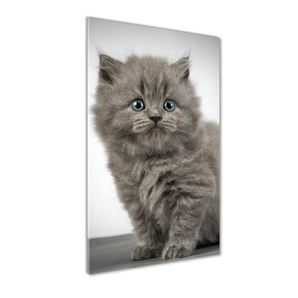 Staand foto in plexiglas Grijze Britse kat