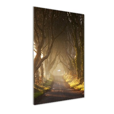 Staand foto plexiglas Pad in het bos