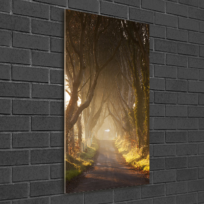 Staand foto plexiglas Pad in het bos