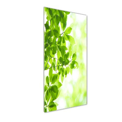 Staand foto op plexiglas Groene bladeren