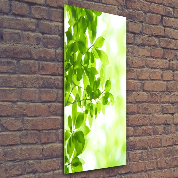 Staand foto op plexiglas Groene bladeren