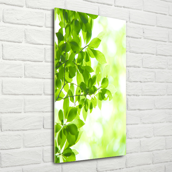 Staand foto op plexiglas Groene bladeren