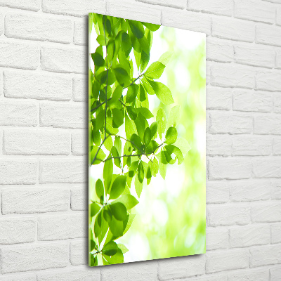 Staand foto op plexiglas Groene bladeren