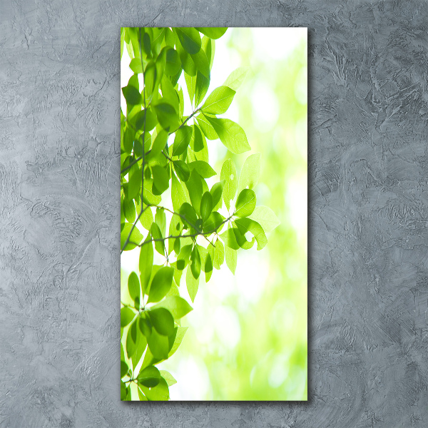 Staand foto op plexiglas Groene bladeren