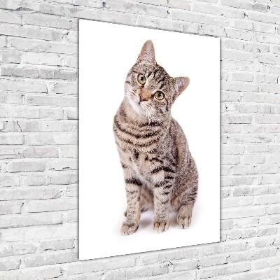 Staand plexiglas foto Kat