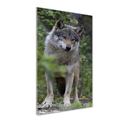 Staand foto plexiglas Wolf in het bos