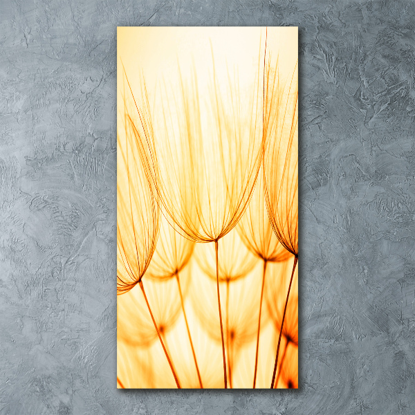 Staand foto op plexiglas Paardenbloemzaden