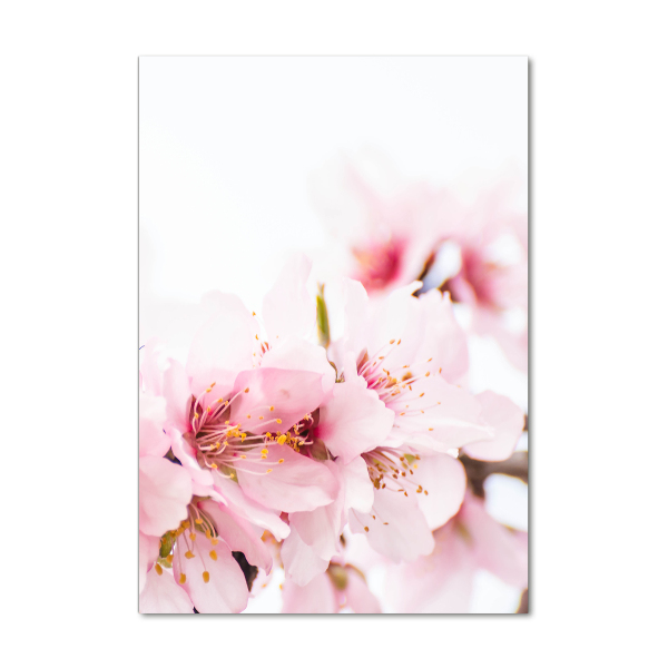 Obraz zdjęcie szkło akryl pionowy Kwiaty migdałowca