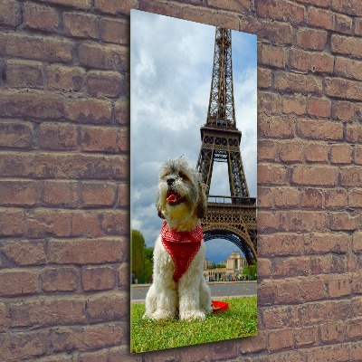 Staand foto plexiglas Een hond in Parijs