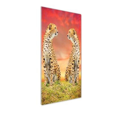 Staand foto op plexiglas Twee cheetahs