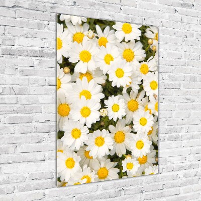 Obraz zdjęcie na ścianę akryl pionowy Kwiaty stokrotki