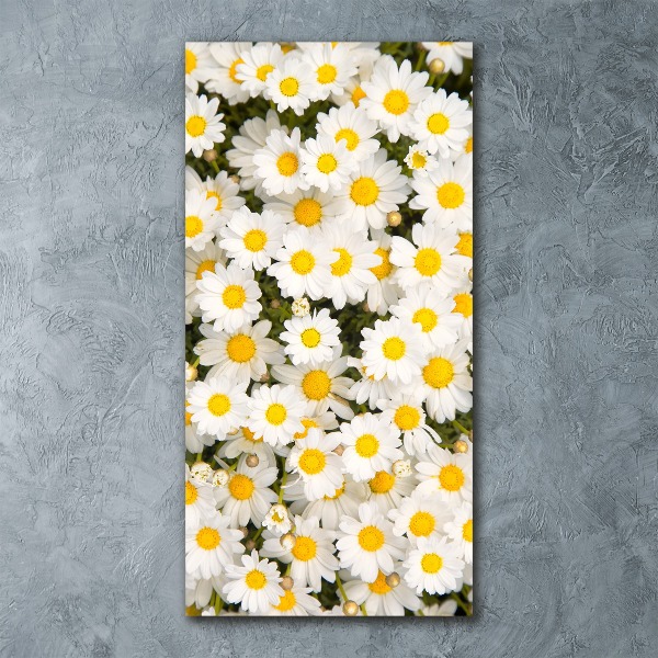 Staand foto op plexiglas Madeliefjes