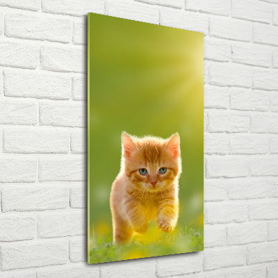 Staand foto op plexiglas Gemberkat