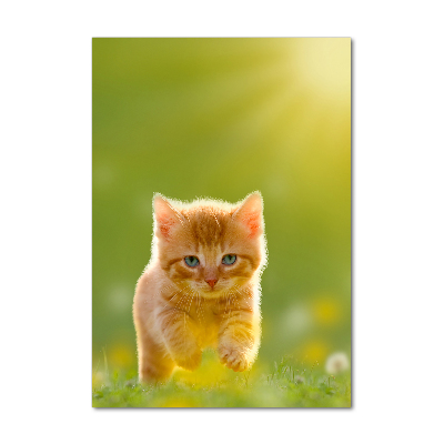 Staand foto op plexiglas Gemberkat