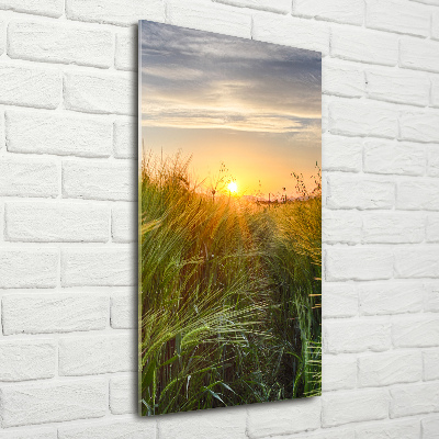 Staand plexiglas foto Tarweveld