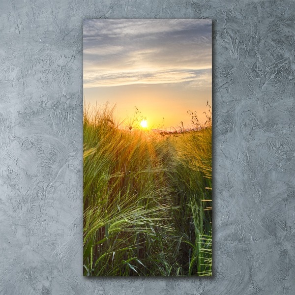 Staand plexiglas foto Tarweveld
