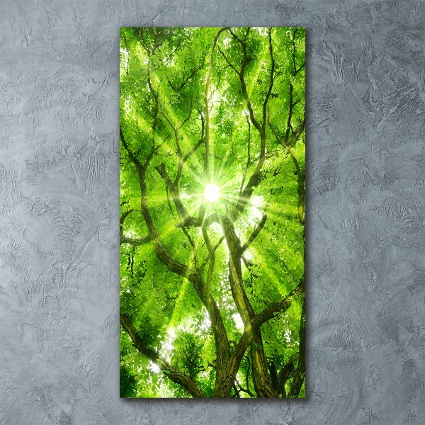 Staand foto op plexiglas Boomkroon