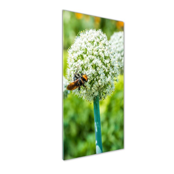 Staand plexiglas foto Knoflookbloemen