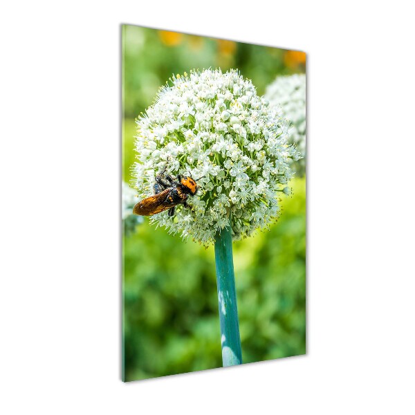 Staand plexiglas foto Knoflookbloemen