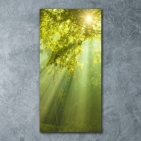 Staand foto in plexiglas De zon in het bos