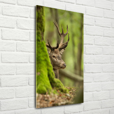 Staand foto op plexiglas Hert