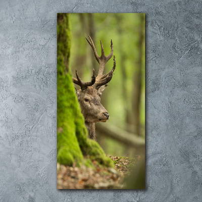 Staand foto op plexiglas Hert