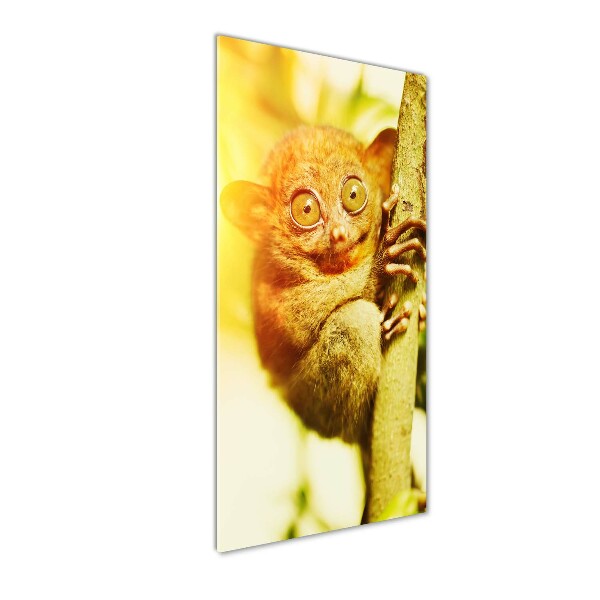 Staand foto op plexiglas Spooktarsier